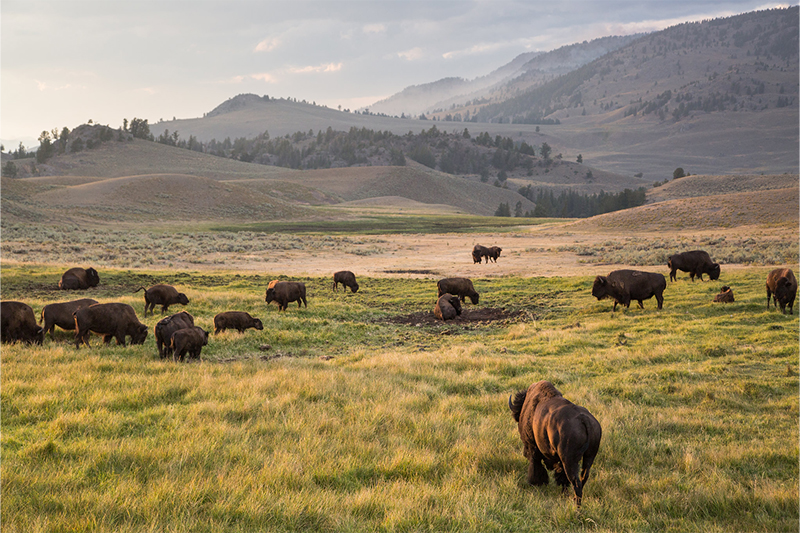 Yellowstone wildlife