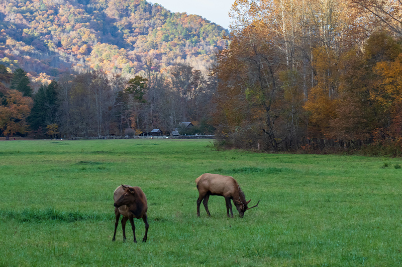 Great Smoky Mountains National Park elk