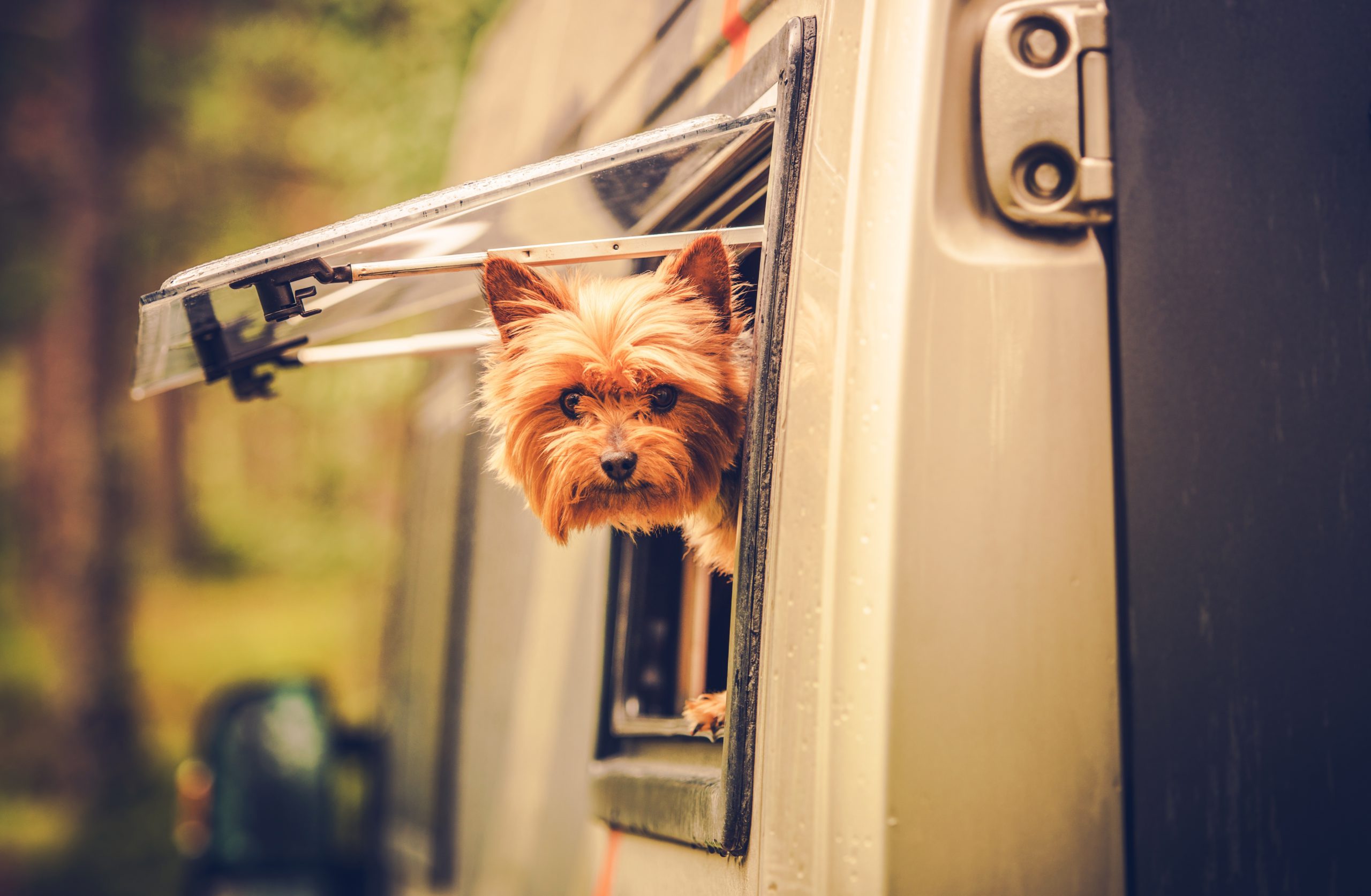 Top Dog-Friendly RV Parks & Campgrounds