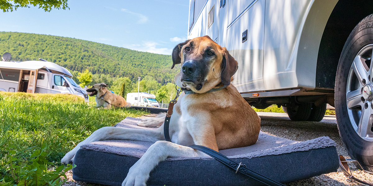 7 Activities to Share with Your Pet at RV Parks