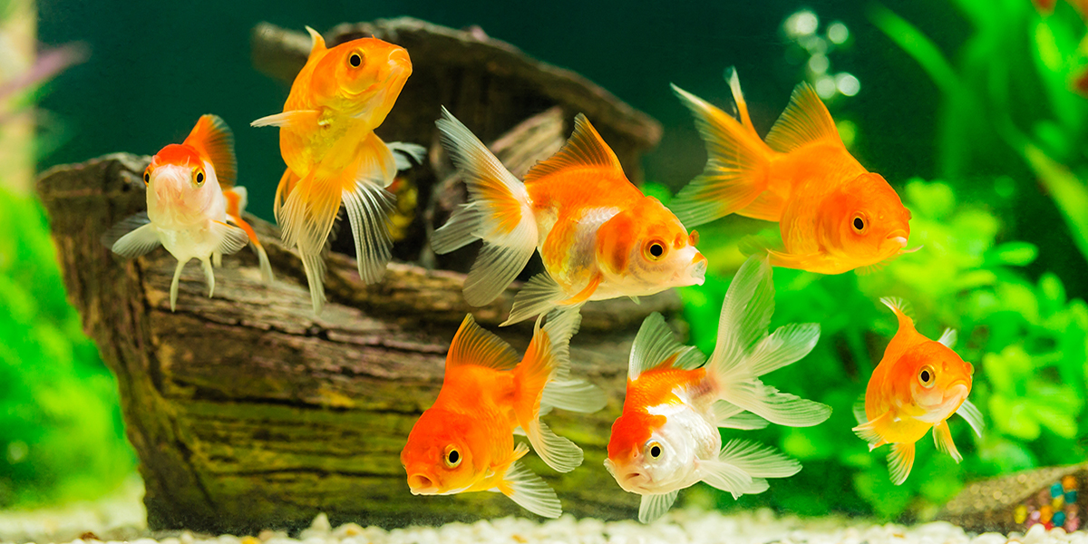 5 Things to Know About RVing with an Aquarium