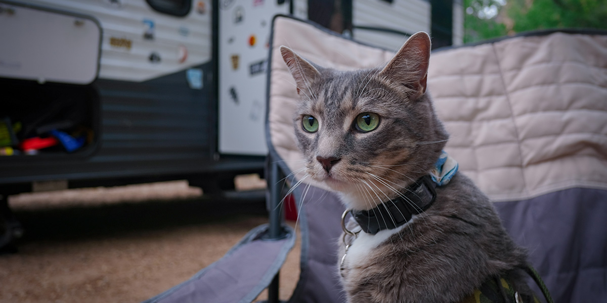 5 of the Best Low-Maintenance Pets That Can RV