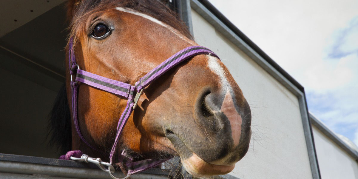 Can I Pull a Horse Trailer With My RV?