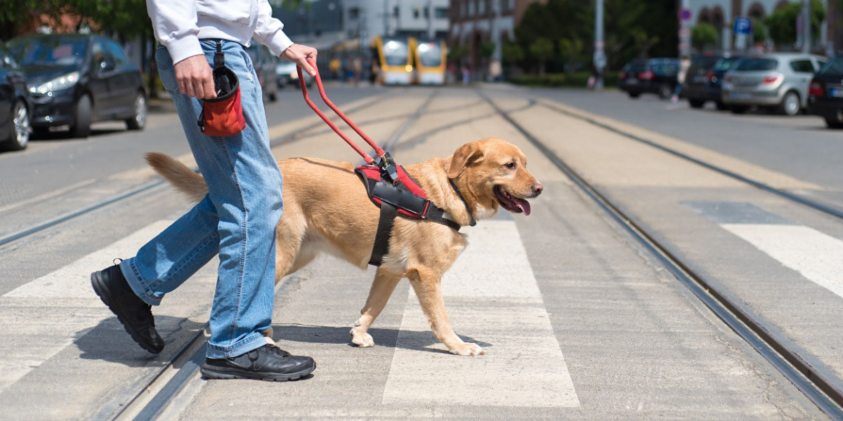 9 Tips for RVing with a Service Dog