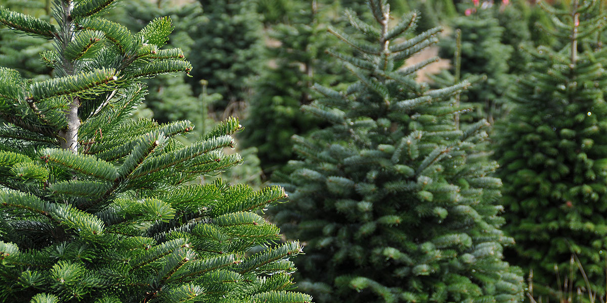 Best Christmas Tree Farms to Visit in Your RV This Holiday Season