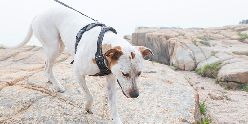 Sniffing Out the Top Dog-Friendly Parks in the U.S.