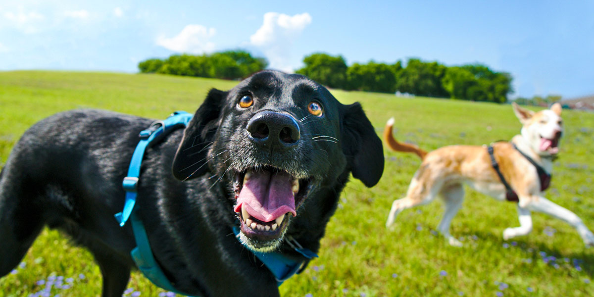 5 Pet-Friendly Campsites Perfect for Fifth Wheels in Texas