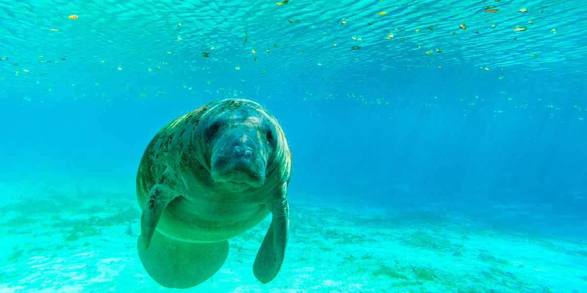 Rules to Respect Aquatic Wildlife