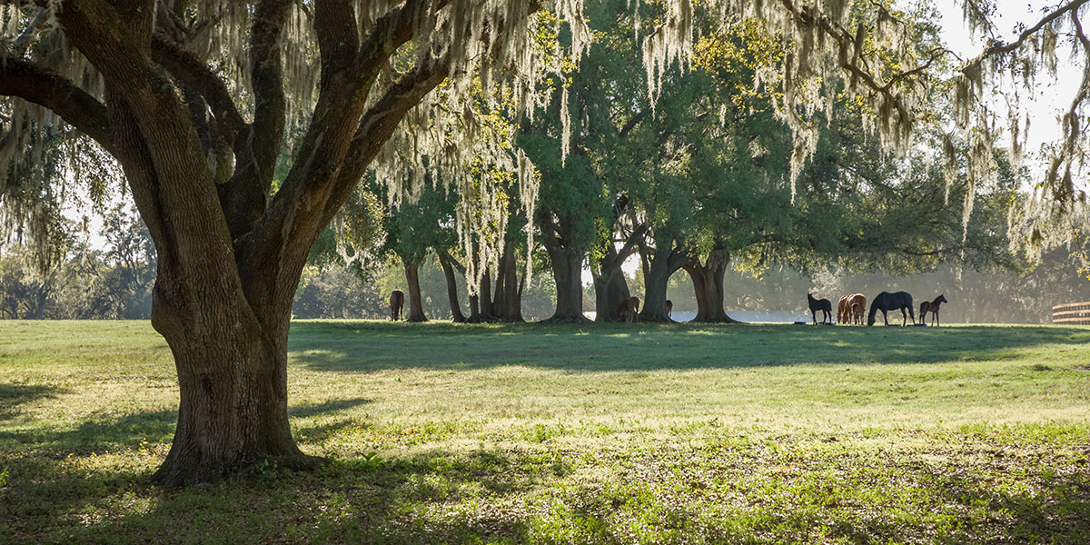 Ocala’s Purebred Campground: Champions Run RV Resort