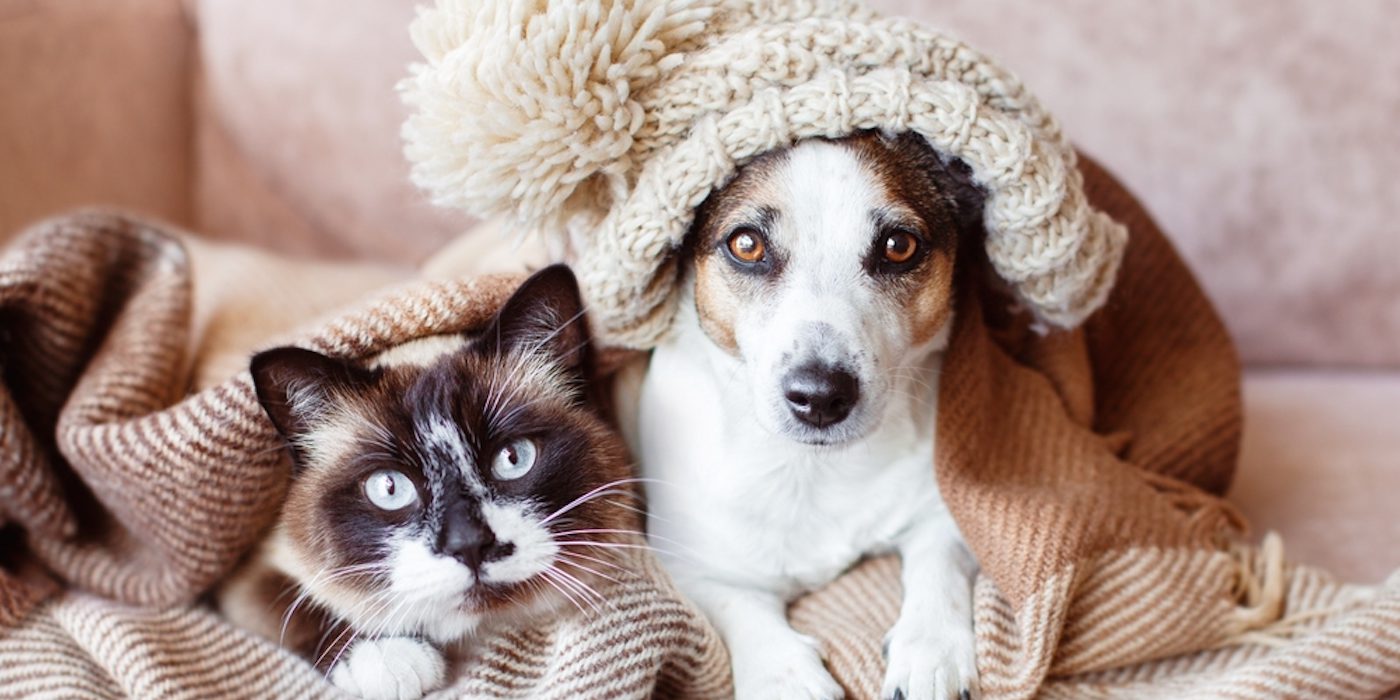 Your Winter Safety Guide for RV Pets