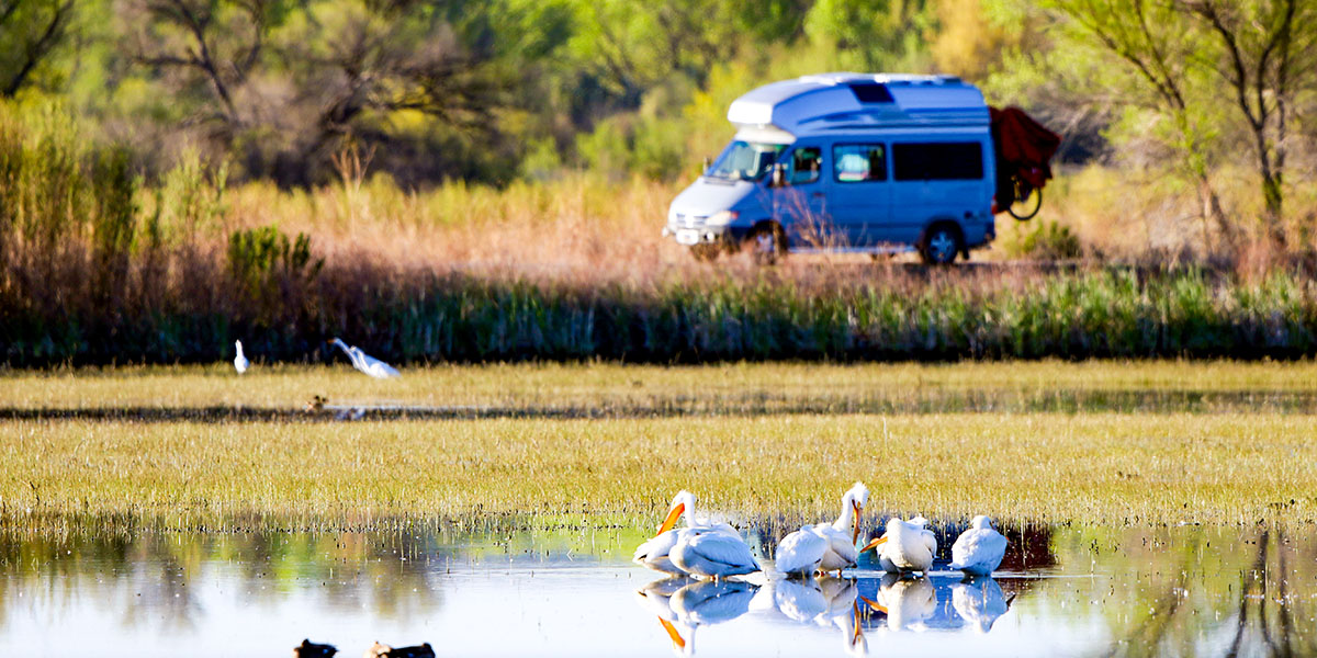 6 Spectacular Sites for Elite RV Bird-Watching