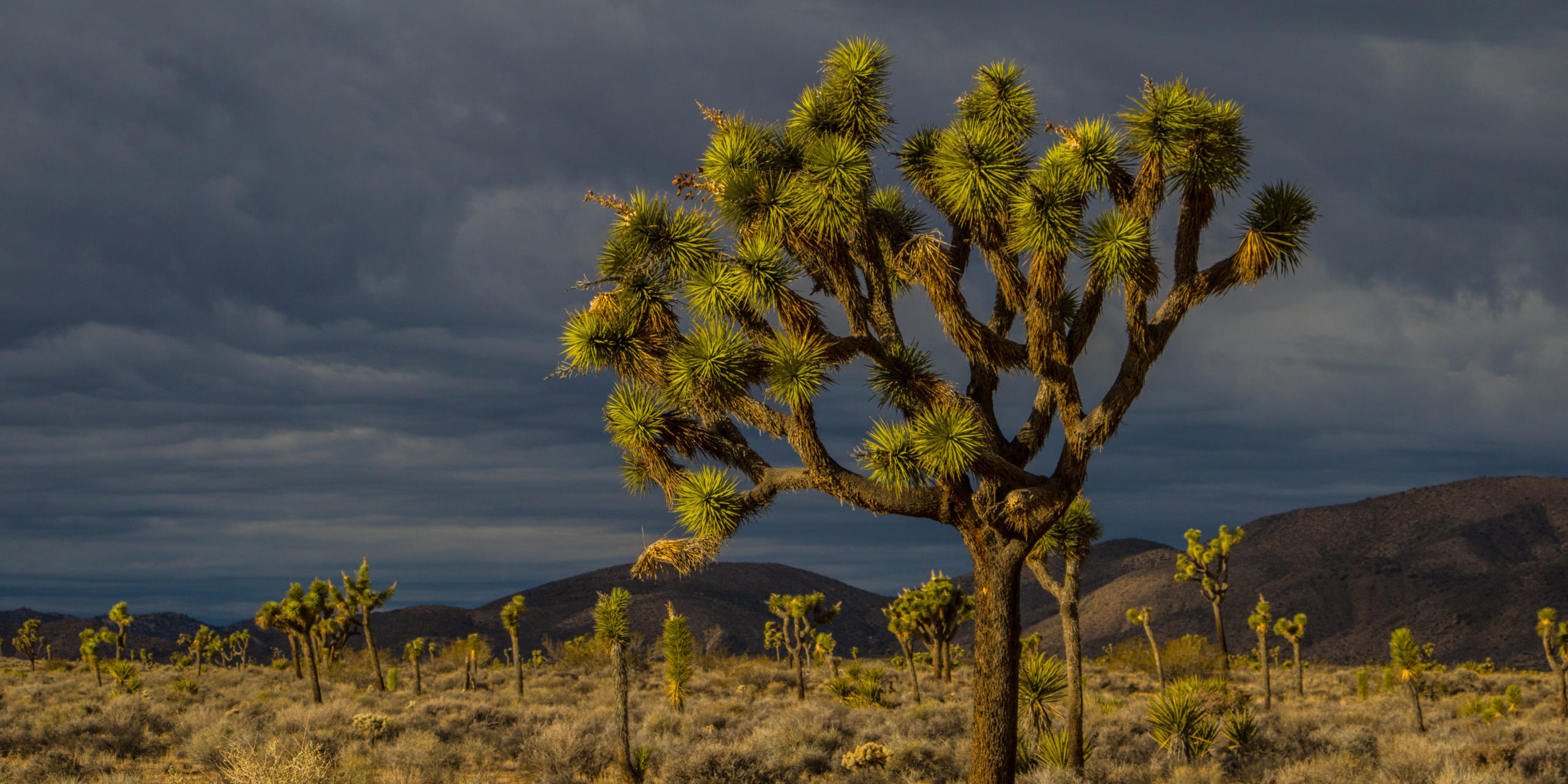 Joshua Tree National Park: An RV Camping and Travel Guide