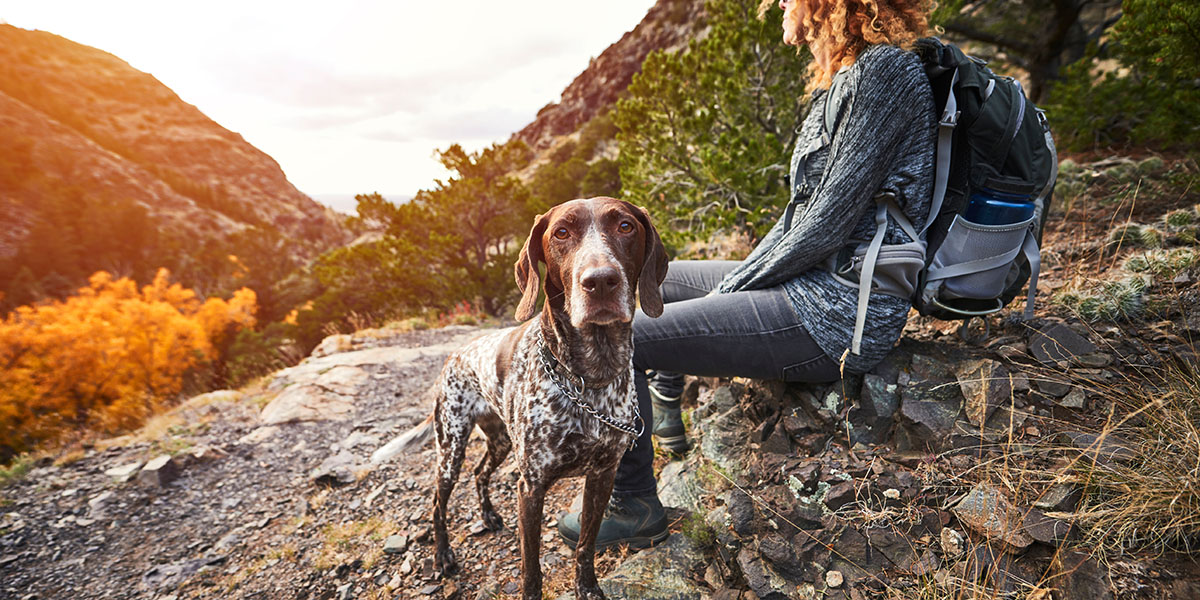 Hiking with Dogs: A Pet Etiquette Guide for the Trail