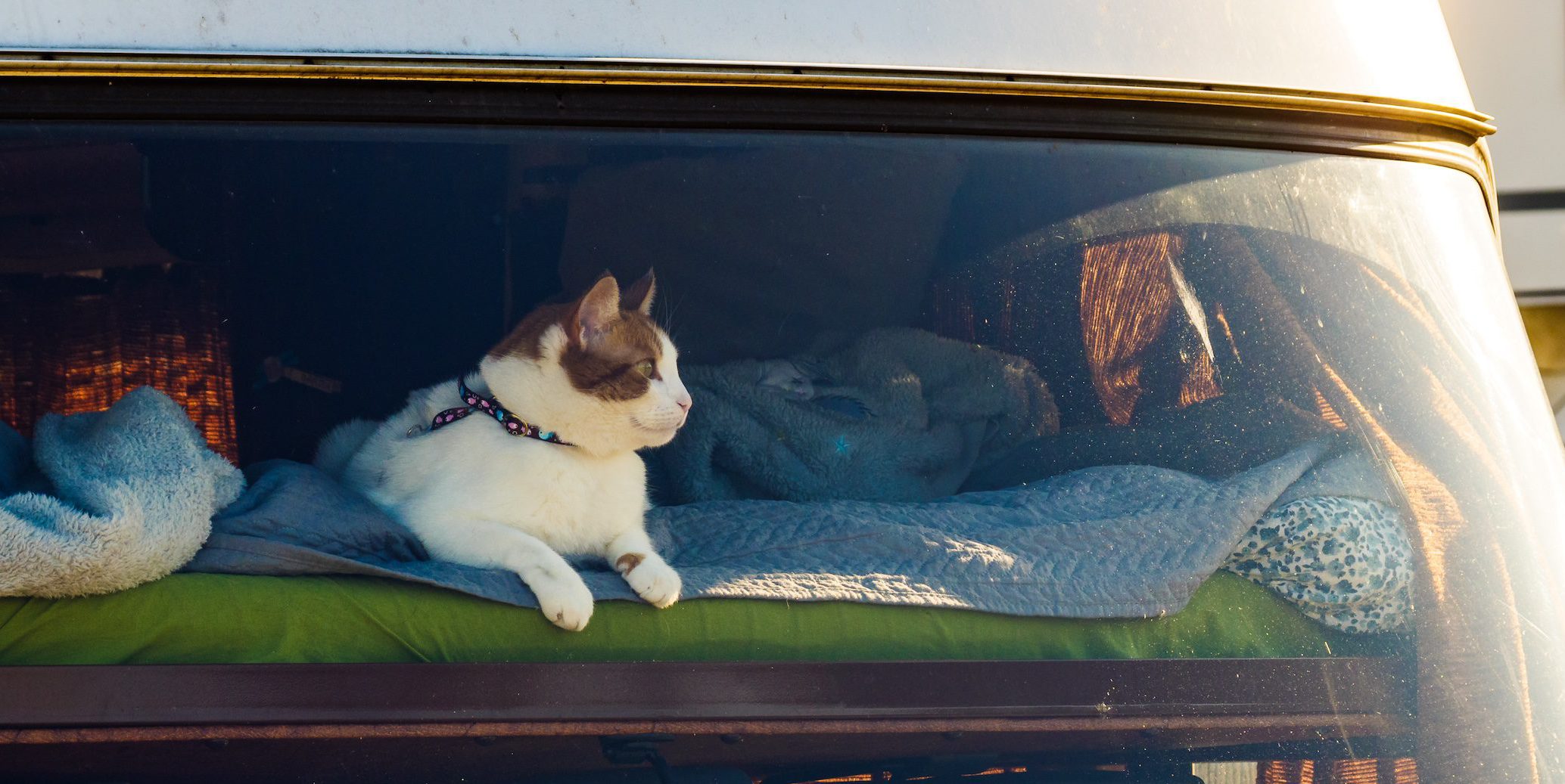 5 RV Cat Accessories for Feline Felicity