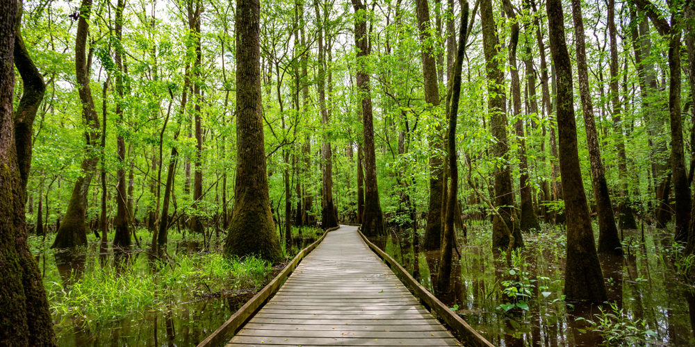 Congaree National Park: RV Travel and Camping Guide