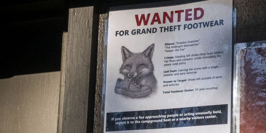 Shoe-Stealing Fox Wanted After a Campground Crime Spree