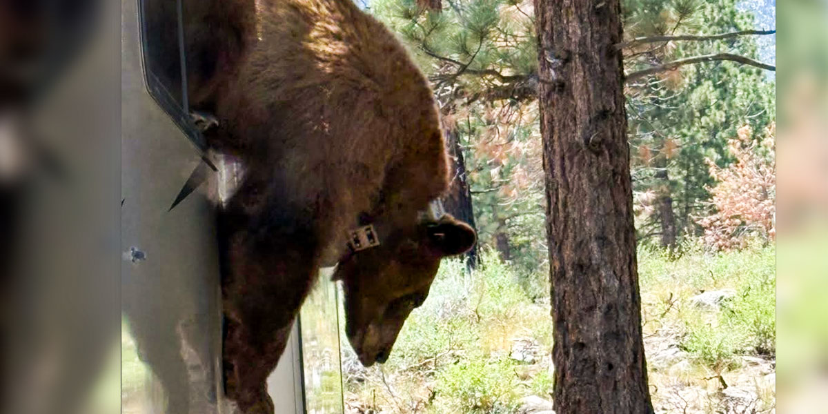 Campers Beware! Animal Encounters Endanger RVers