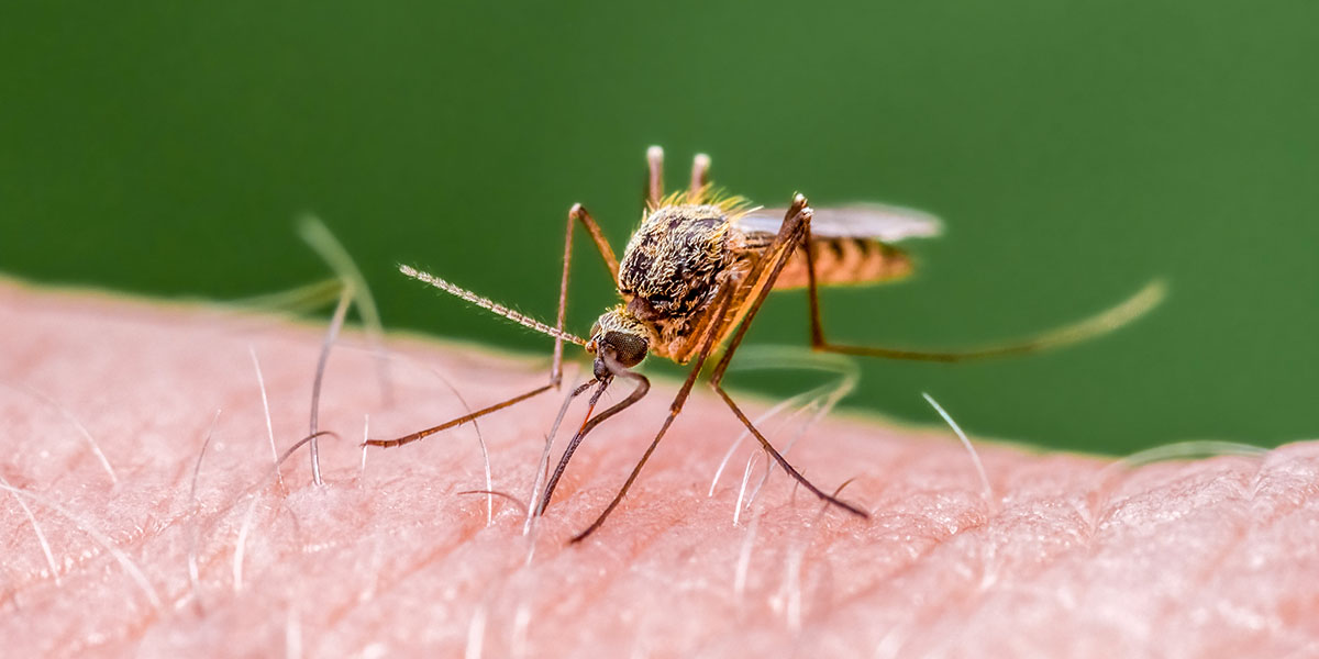 Mosquito Repellant for RVs! 3 Devices to Deter Pests